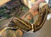 CB20 Female Pastel Pied ball python Proven Breeder