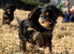 Yorkiepoo puppies