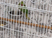 Beautiful baby ringneck talking parrot
