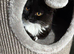British Long Hair 11 month Old Female Tuxedo
