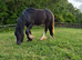 12.3 13 month old filly