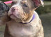 Lilac tri Merle female