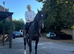Bay thoroughbred gelding