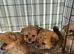 3 Adorable Pomapoo Puppies