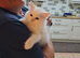 GCCF 1 Ragdoll kitten Reduced