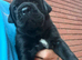 Cane Corso x Rottweiler puppies