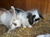 Baby rabbits for sale