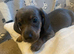 Dachshund puppies