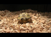 baby horse field tortoise