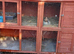 6 ft double hutch and 2 x8 week old baby rabbits