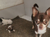 Chihuahua puppies