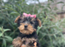 4 beautiful Yorkshire terrier puppy&rsquo;s ready now