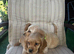 Show type cocker spaniels ready now!