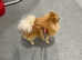 Pomeranian boy for stud