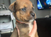 Bullvieler puppies