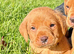 KC FOX RED LABRADOR PUPPIES