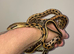 TAIWANESE BEAUTY SNAKES