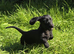3/4 Daxi cross 1/4 Yorkie pups.