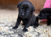 7 beautiful cane Corso X German Shepherd puppies