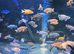 Malawi cichlids peacocks and haps