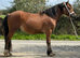 4 year old project gelding