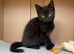 Beautiful playful kitten looking for his forever home
