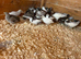 Chinese painted quail