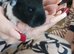 Guniea pigs
