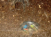 Salmon pink birdeater