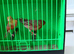 Pair Of Red Agate Canaries £50 The Pair