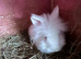 Lionhead bunnies