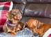 Male and female dachshund