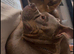Lilac Tri pocket bully female