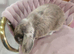 Miny lop blue boy 2 yers old
