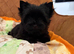 Yorkshire terrier pups,ready to Go