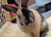 Mochi needs a new home