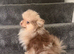 Chocolate and tan merl male