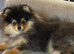 5month old male Pomeranian puppy