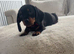 9 beautiful dachshund puppies