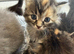 Maine coon x domestic kittens