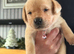 Two Labradors retriever puppies