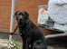 13 Month Lab x Presa | DNA Tested