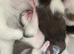 3 kittens