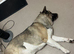 Akita male