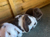 Gorgeous mini lops ready now