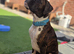 6 Month Old Brindle Male Boxer