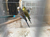 Budgies for sale