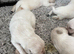 Goldador puppies