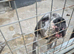 Dog to rehome