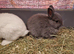 Blue Baby Boy Netherland Dwarf